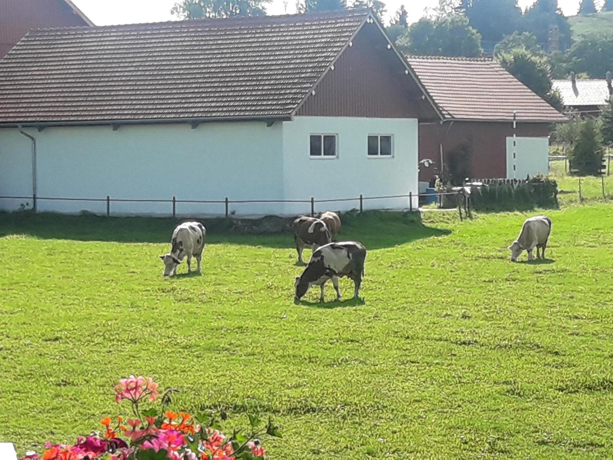 Gaestehaus Reisacher - Einzelzimmer Peiting Buitenkant foto